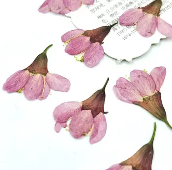 60pcs 2-3cm Pritisnete Posušene Češnje cvetovi Sakura Cvet Rastline Za Herbarij Epoksi Smolo, Nakit, Izdelava Obraz Ličila Nail Art DIY